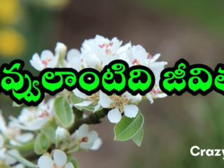 Puvvu lantidi jeevitham song lyrics English & Telugu